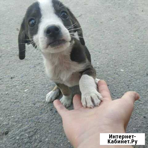 Щенок Горячеводский - изображение 1