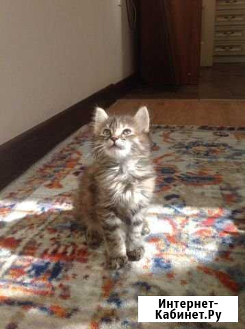 Котики Владикавказ - изображение 1
