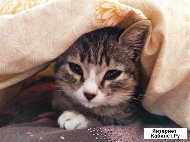 Котенок британский Анжеро-Судженск - изображение 1
