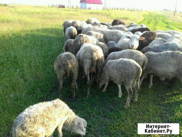 Бараны Заинск - изображение 1