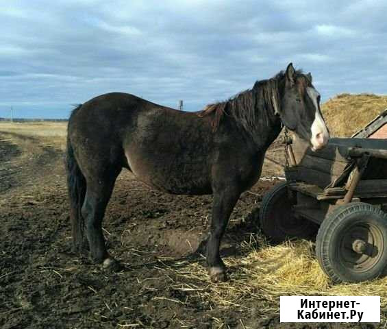 Продается кобыла Калачинск - изображение 1