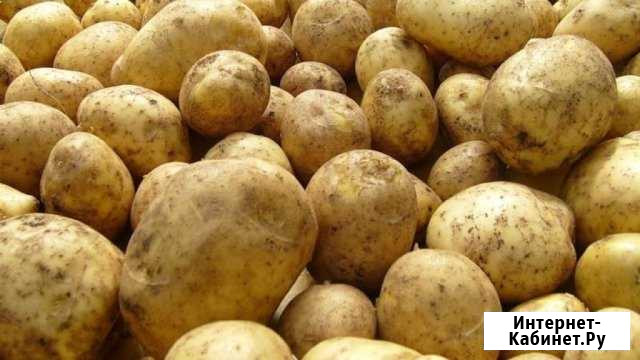 Картофель Сасово - изображение 1