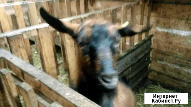 Козел Новокузнецк - изображение 1