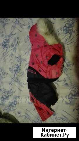 Костюм для собачки Нижний Новгород - изображение 1