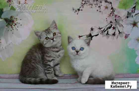 Мальчишки британцы Ульяновск