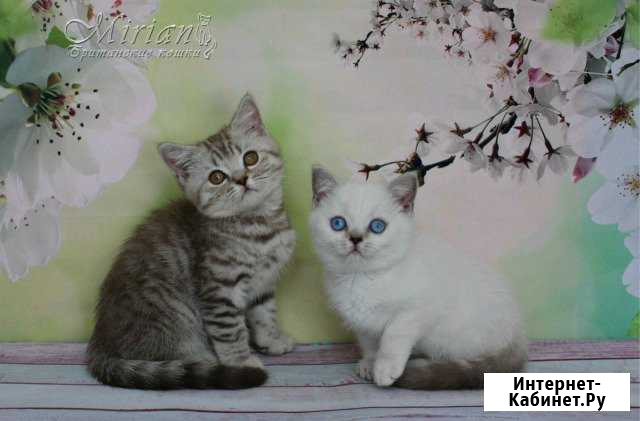 Мальчишки британцы Ульяновск - изображение 1