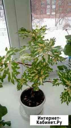 Колеус Ижевск