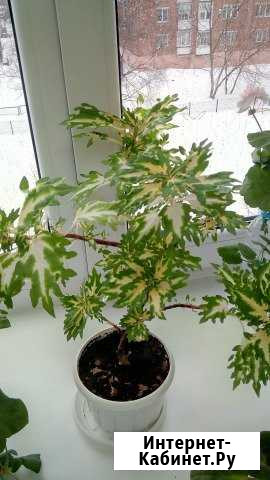 Колеус Ижевск - изображение 1