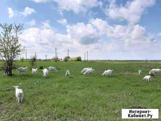 Продам коз Бутурлиновка