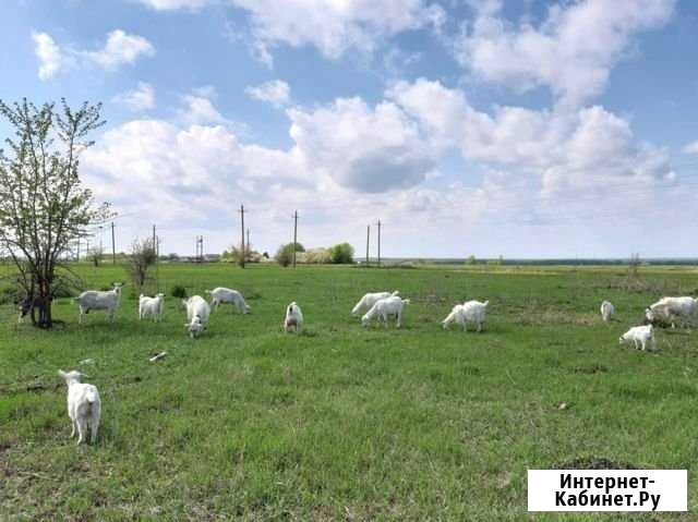 Продам коз Бутурлиновка - изображение 1