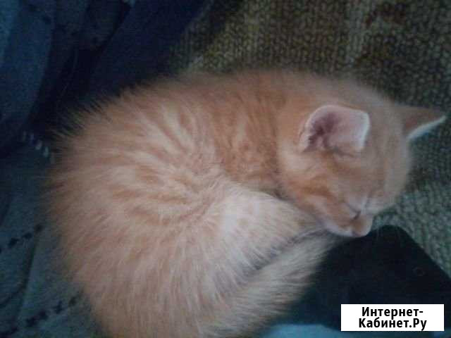 Котенок Воскресенск - изображение 1