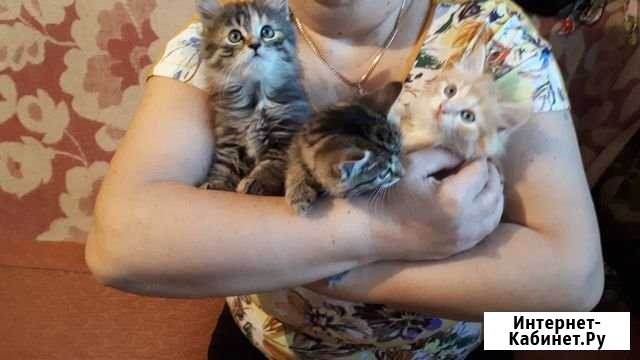 Котята Усолье-Сибирское - изображение 1