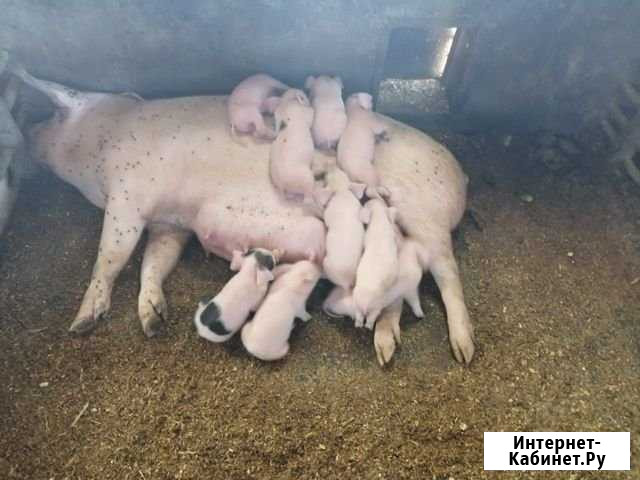 Поросята Николаевка - изображение 1