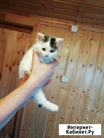 Котята девочки ЛМС - изображение 1