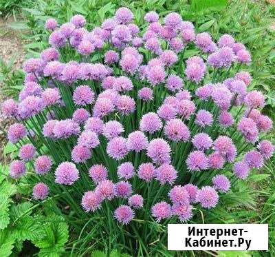 Шнитт-лук фиолетовый Волгоград - изображение 1