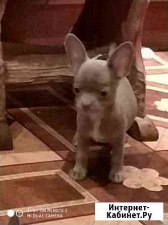 Щенки чихуахуа Москва