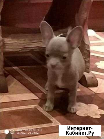 Щенки чихуахуа Москва - изображение 1