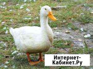 Утка Борисоглебск
