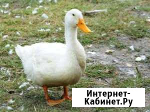 Утка Борисоглебск - изображение 1