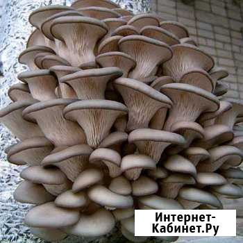 Грибные блоки вешанка Георгиевск - изображение 1