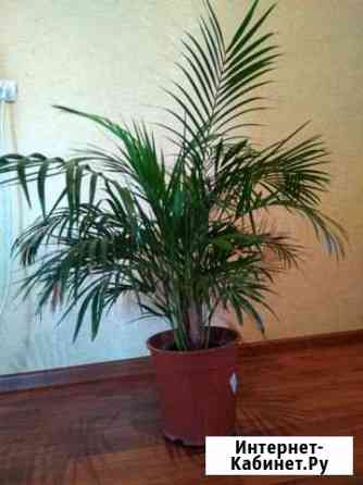 Арека (Пальма) Махачкала