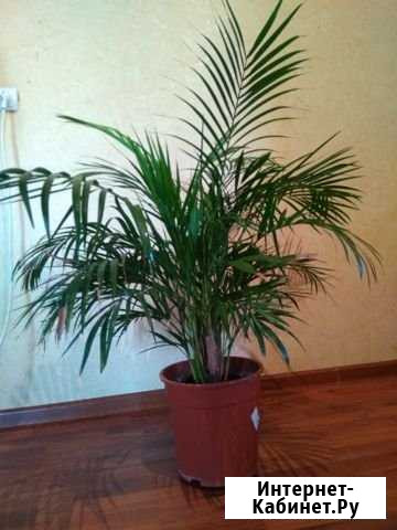 Арека (Пальма) Махачкала - изображение 1