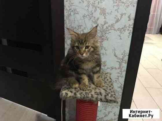 Котенок Мейн Кун Раменское