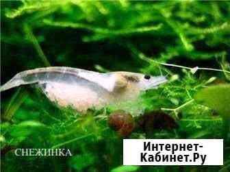 Креветка аквариумная Симферополь