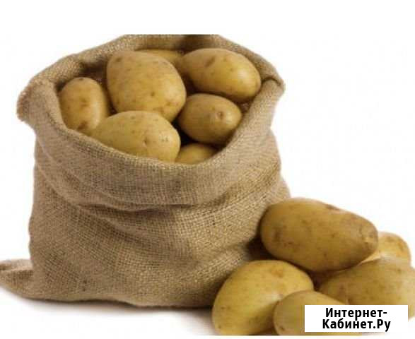Картофель морковь лук Челябинск - изображение 1