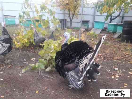 Индюшки Ульяновск