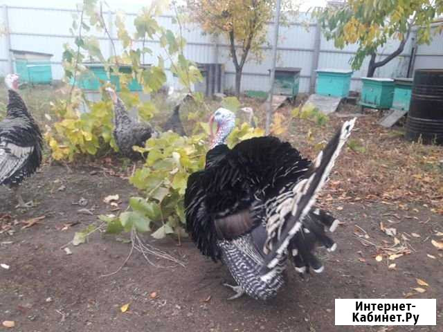Индюшки Ульяновск - изображение 1