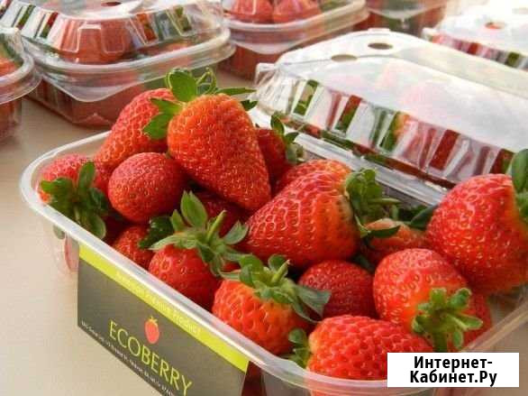 Клубника свежая Сургут - изображение 1