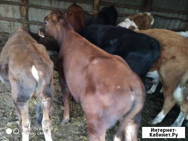 Бычки Новотроицкая - изображение 1