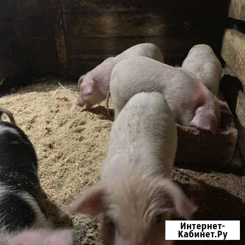 Продам поросят от 3 месяцев Маркова - изображение 1