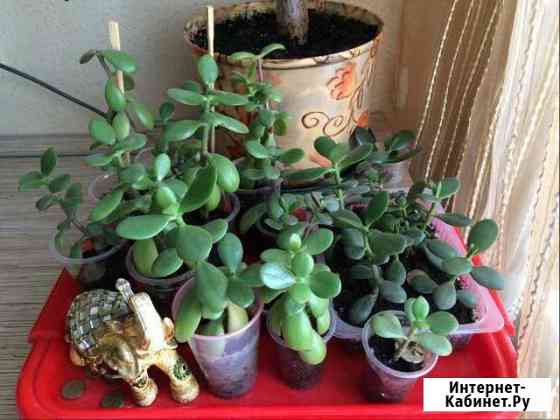 Денежное дерево Томск