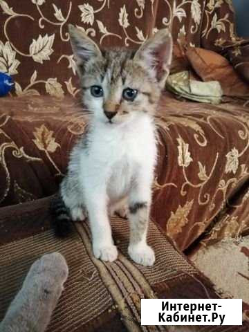 Котик в добрые руки Курганинск - изображение 1