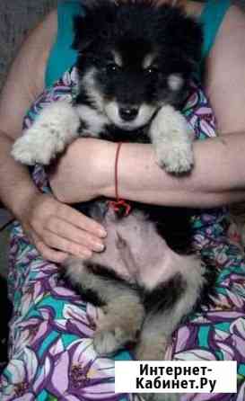 Отдам в добрые руки щенка подкидыша Ульяновск