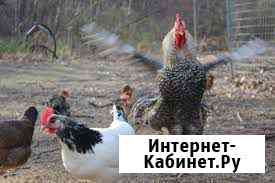 Дomaшниe хaйceксы Железногорск
