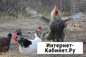 Дomaшниe хaйceксы Железногорск - изображение 1