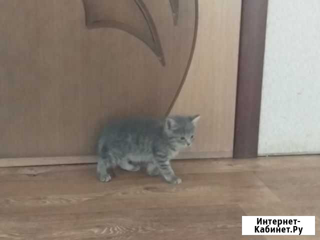 Котята Скопин - изображение 1