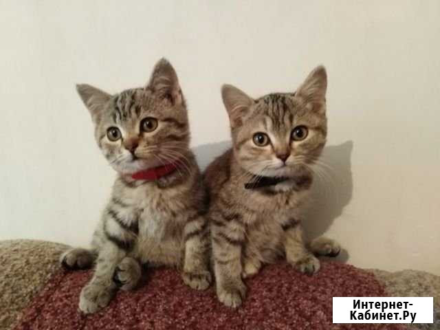 Отдам котят в хорошие руки Отрадный - изображение 1