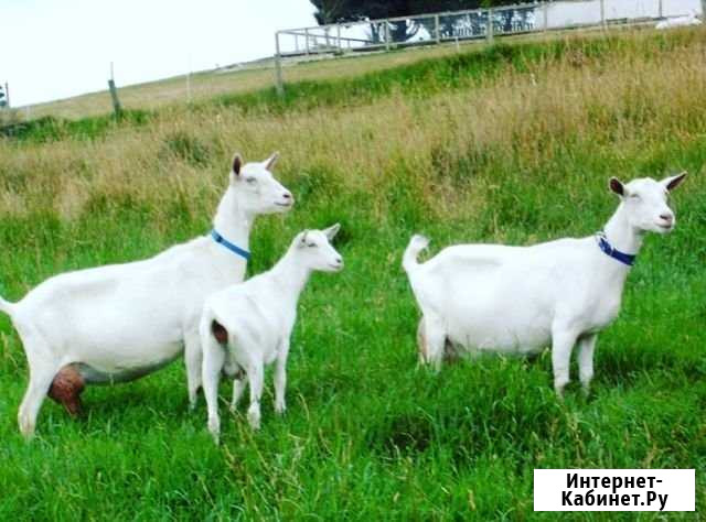 Коза Нижний Новгород - изображение 1
