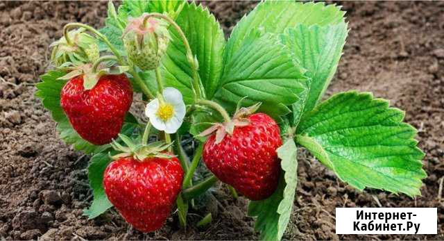 Рассада клубники по Томск - изображение 1