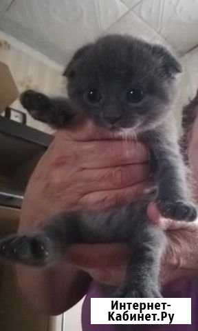 Котенок, 1 месяц Тобольск - изображение 1