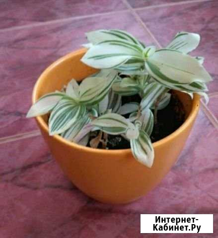 Традесканция Жуковский - изображение 1
