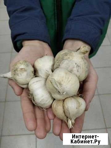 Чеснок озимый Любаша Кострома - изображение 1