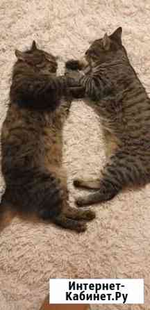 Кот Васька Набережные Челны