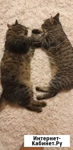 Кот Васька Набережные Челны - изображение 1