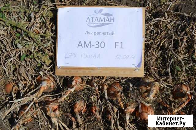 AM-30 F1, Лук (250 000 семян) Аксай - изображение 1