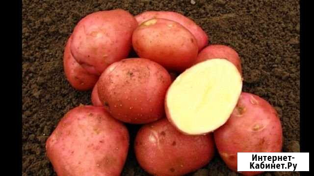 Картофель Миасс - изображение 1